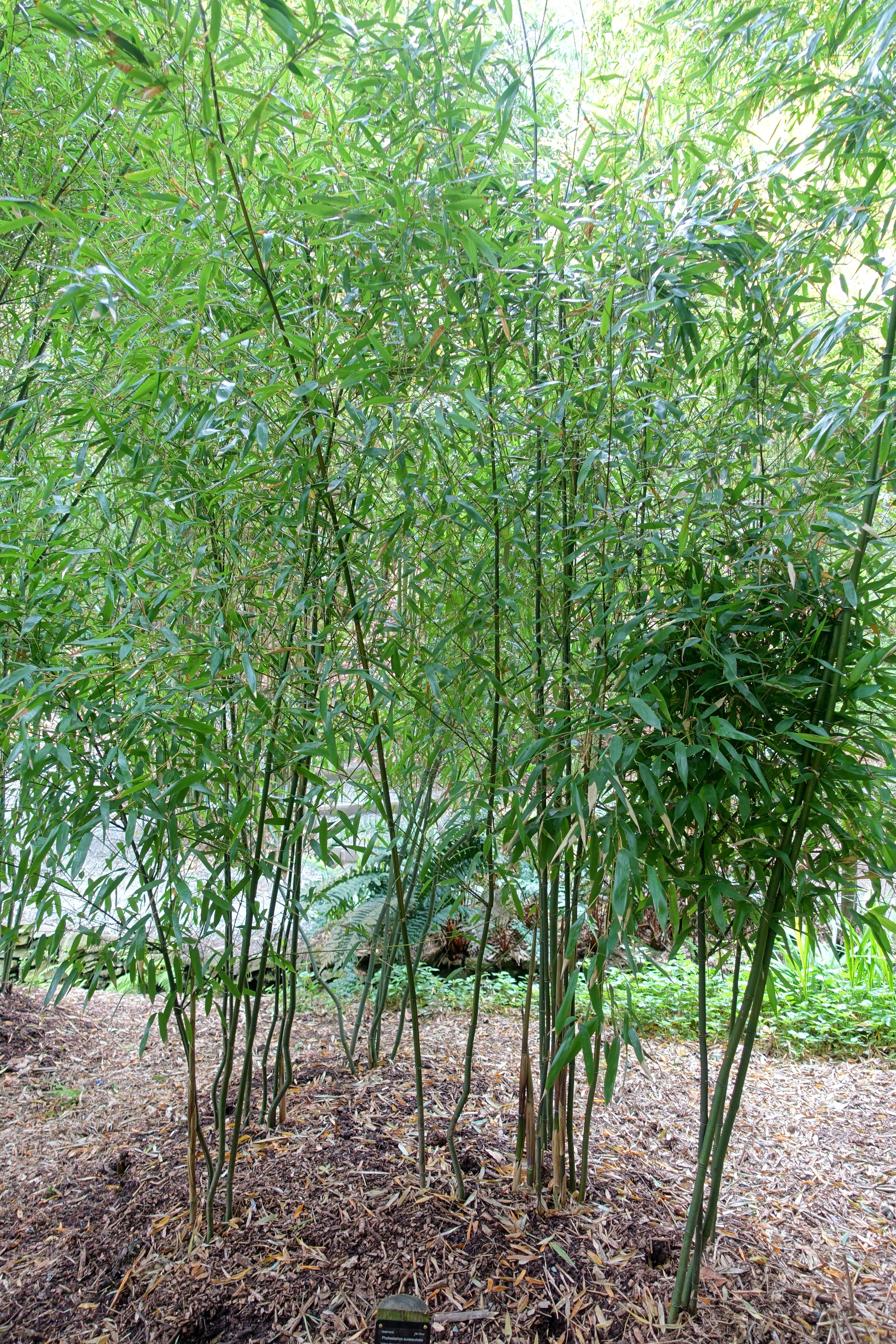 Image of yellow grove bamboo