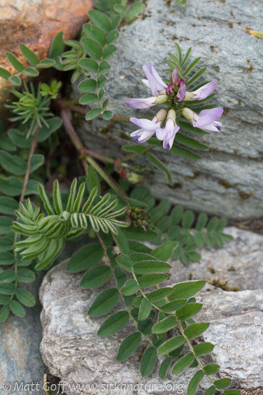 صورة Astragalus alpinus L.