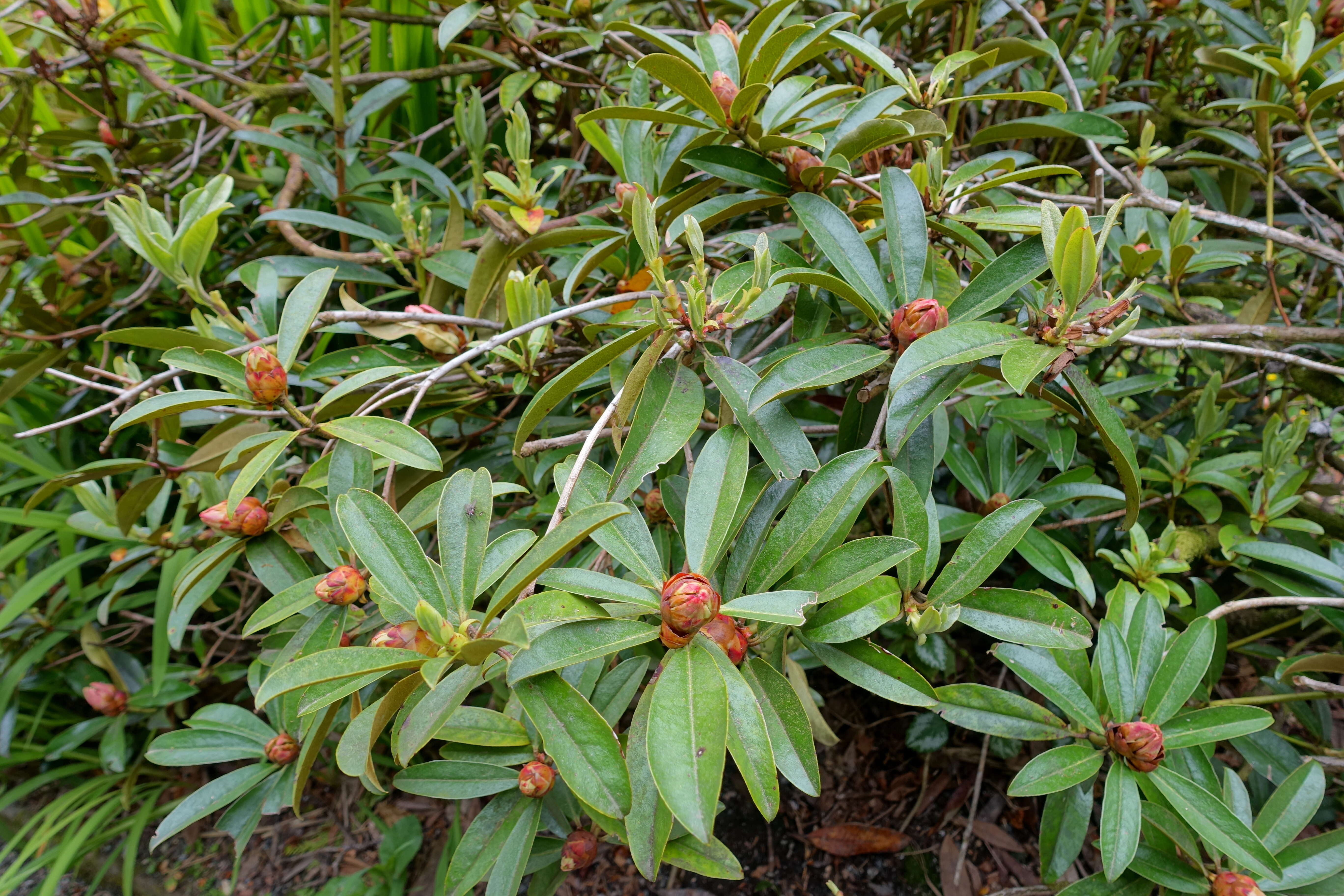 Image of Rhododendron maddenii Hook. fil.