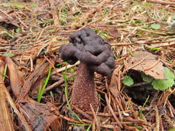 Plancia ëd Gyromitra longipes Harmaja 1979