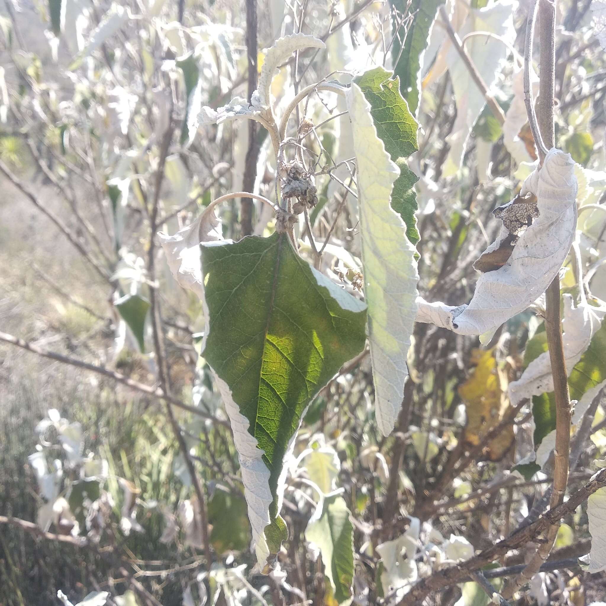 Sivun Parthenium tomentosum DC. kuva