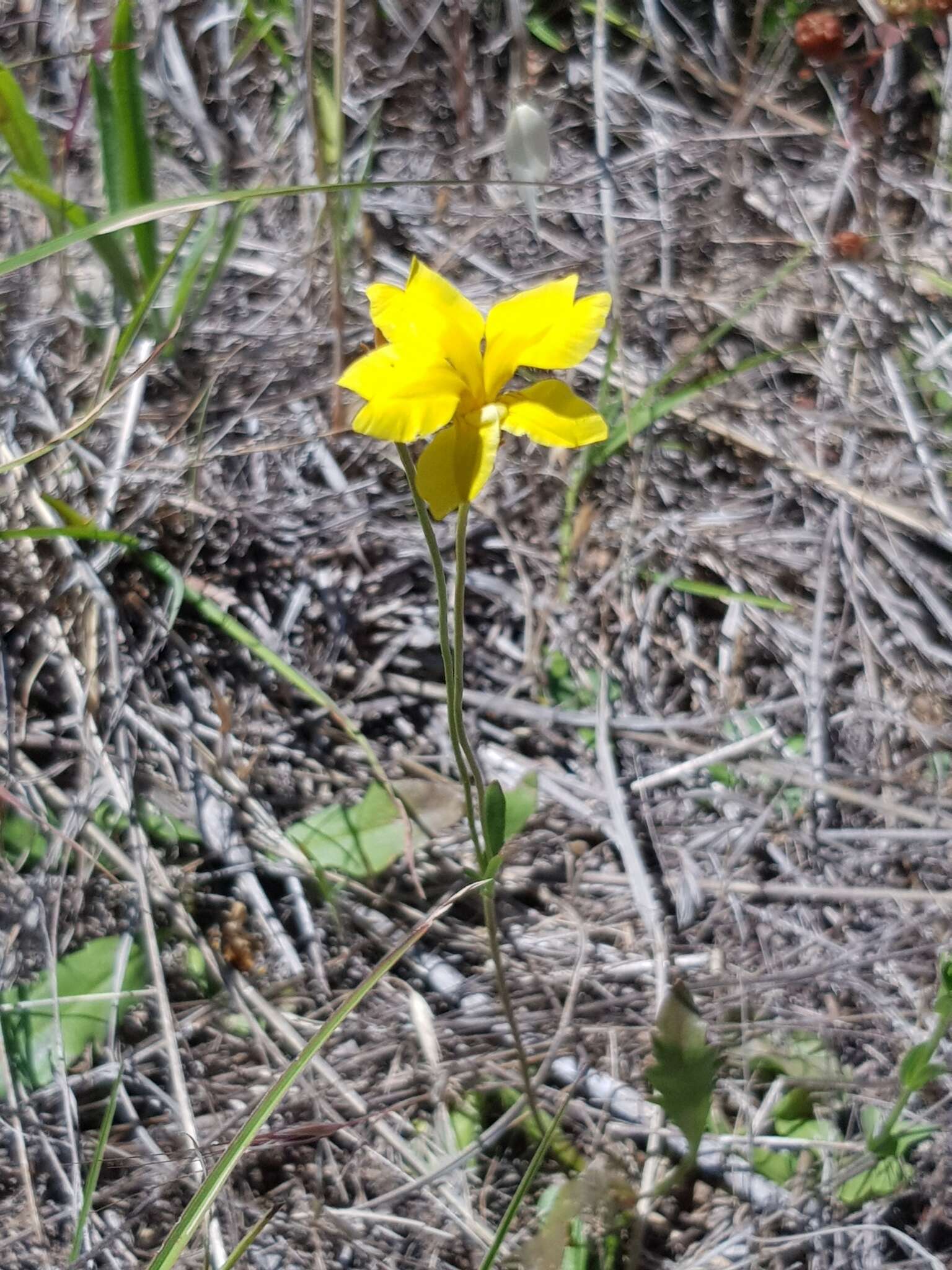 Image of Goodenia pinnatifida Schltdl.