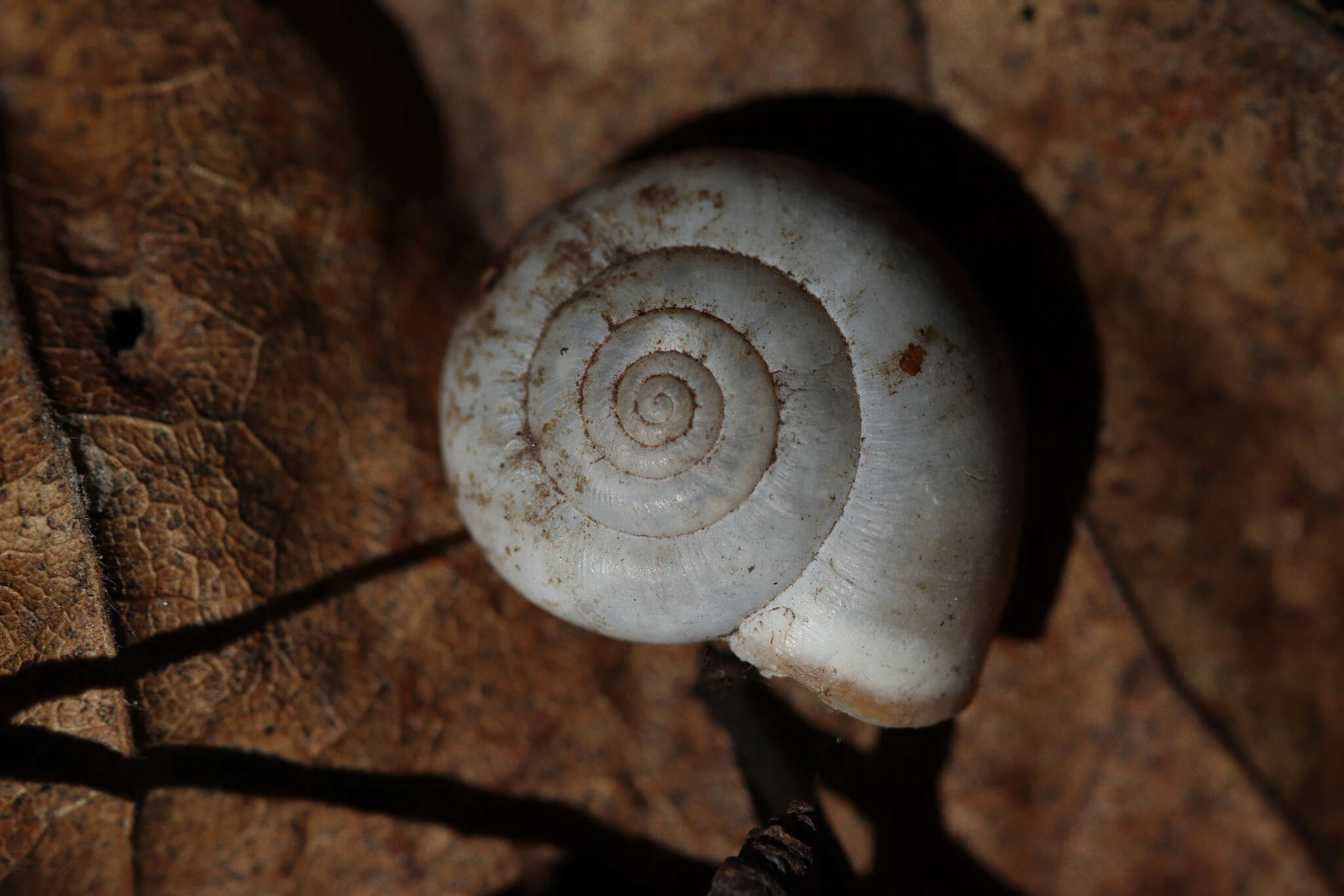 Image of Carthusian snail