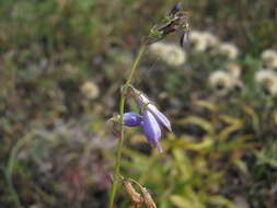 Imagem de Adenophora stenanthina (Ledeb.) Kitag.