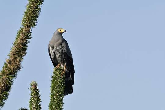 Image of Madagascan Harrier-Hawk