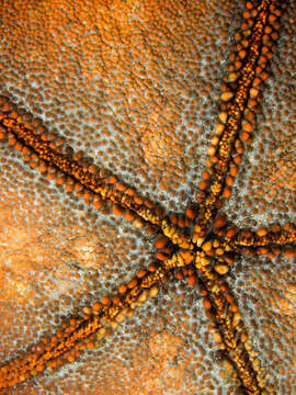 Image of Cushion star