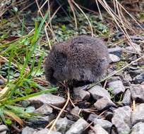 Image of Heather vole