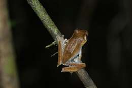 Image of Madagascar Bright-eyed Frog