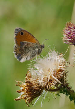 Image of small heath