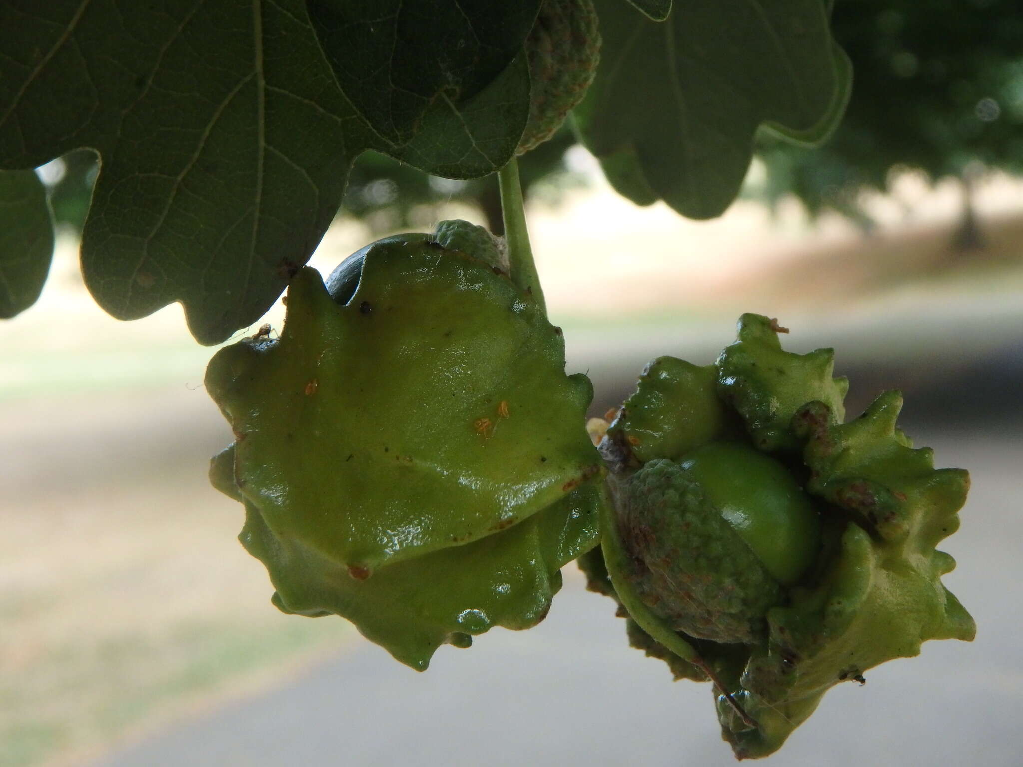 Image of Knopper gall wasp