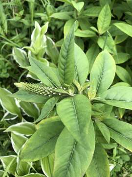 صورة Lysimachia clethroides Duby