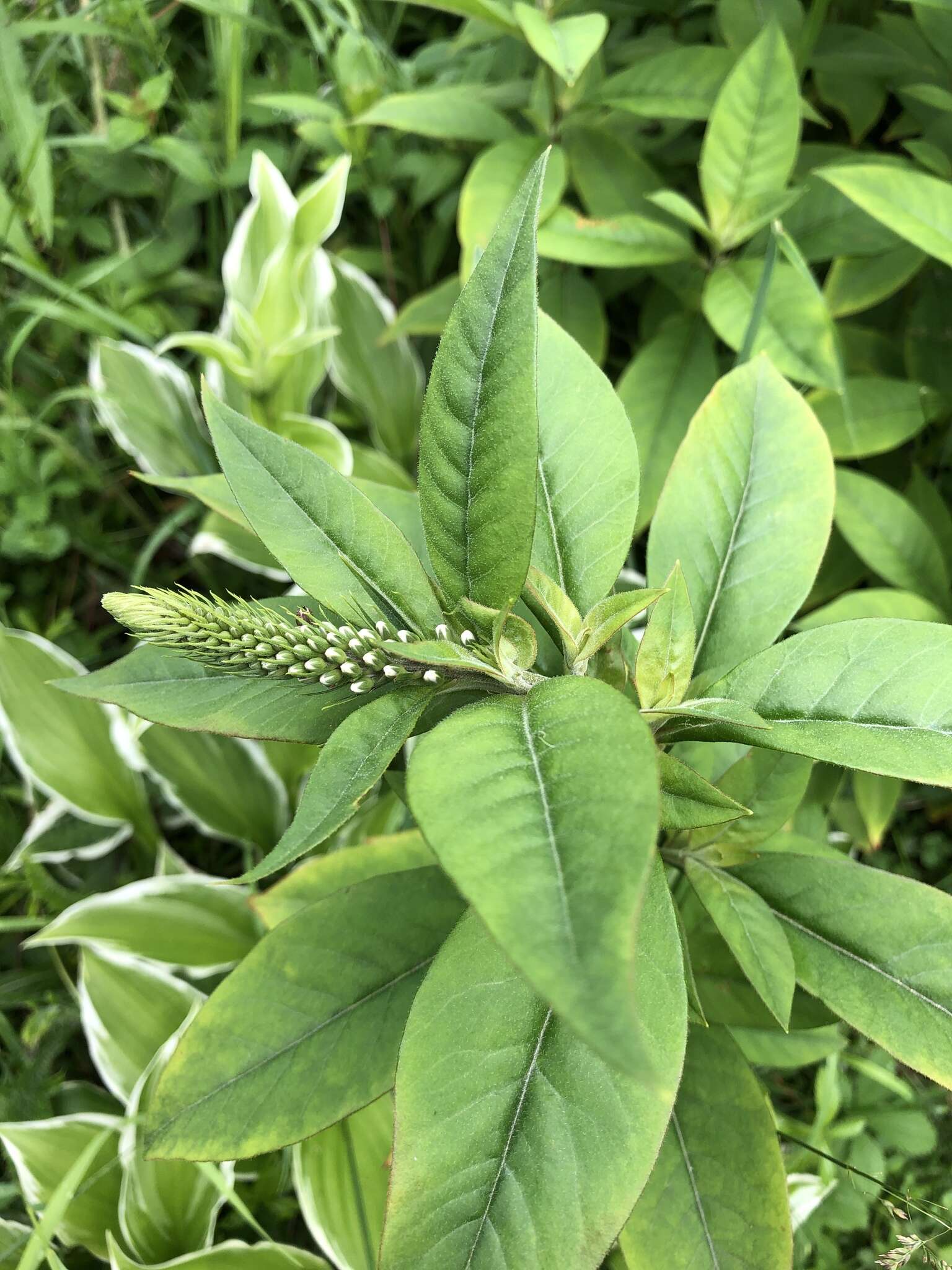 صورة Lysimachia clethroides Duby