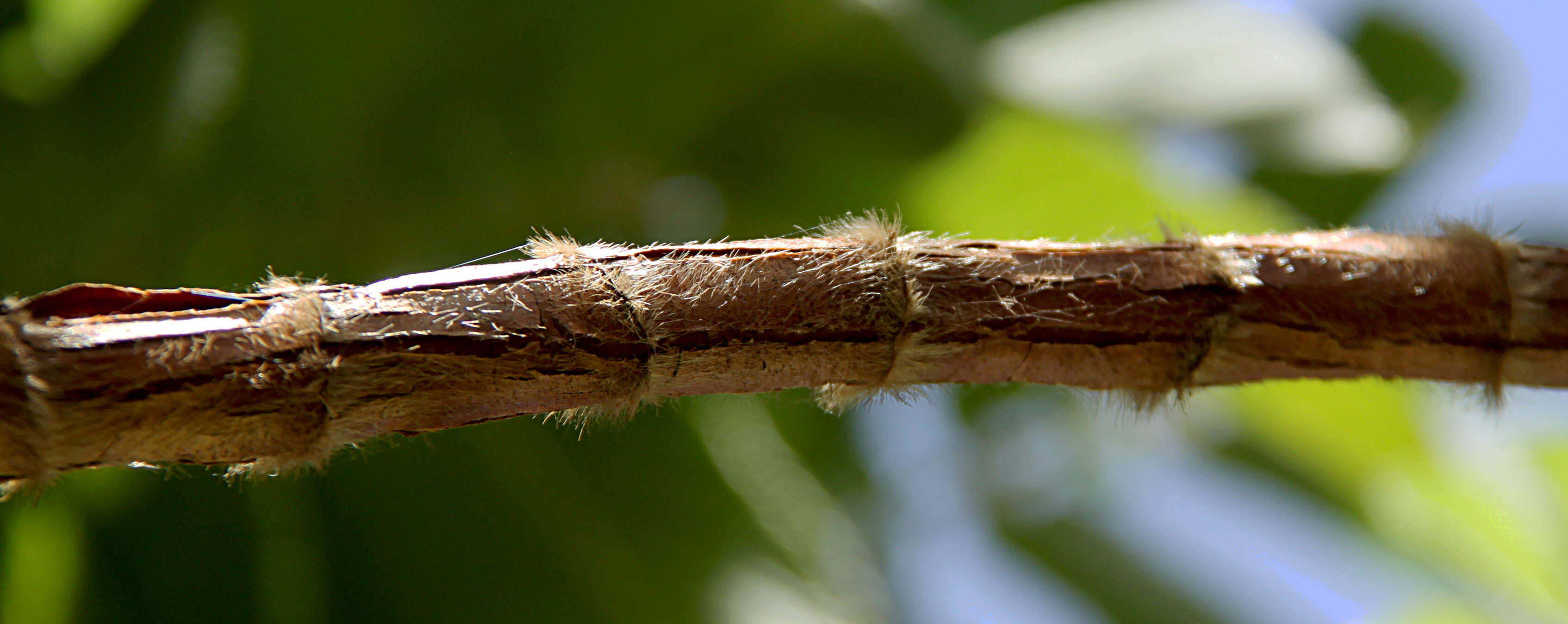 Image of Hagenia abyssinica (Bruce) J. F. Gmel.