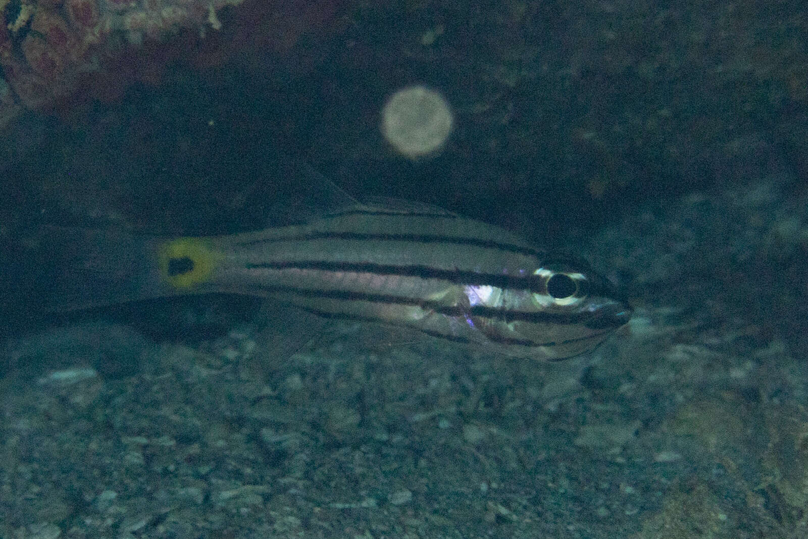 Image of Five-lined cardinalfish