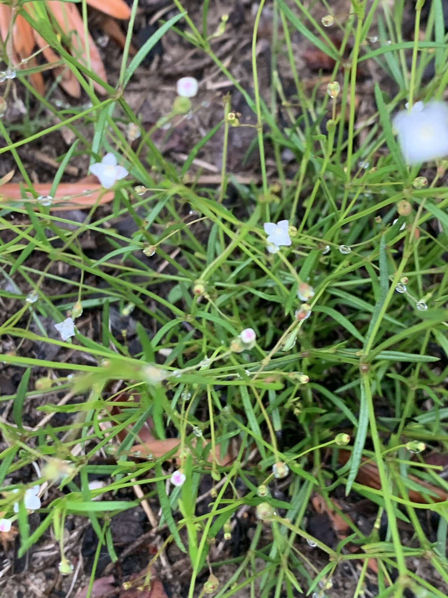 Sivun Oldenlandia herbacea (L.) Roxb. kuva