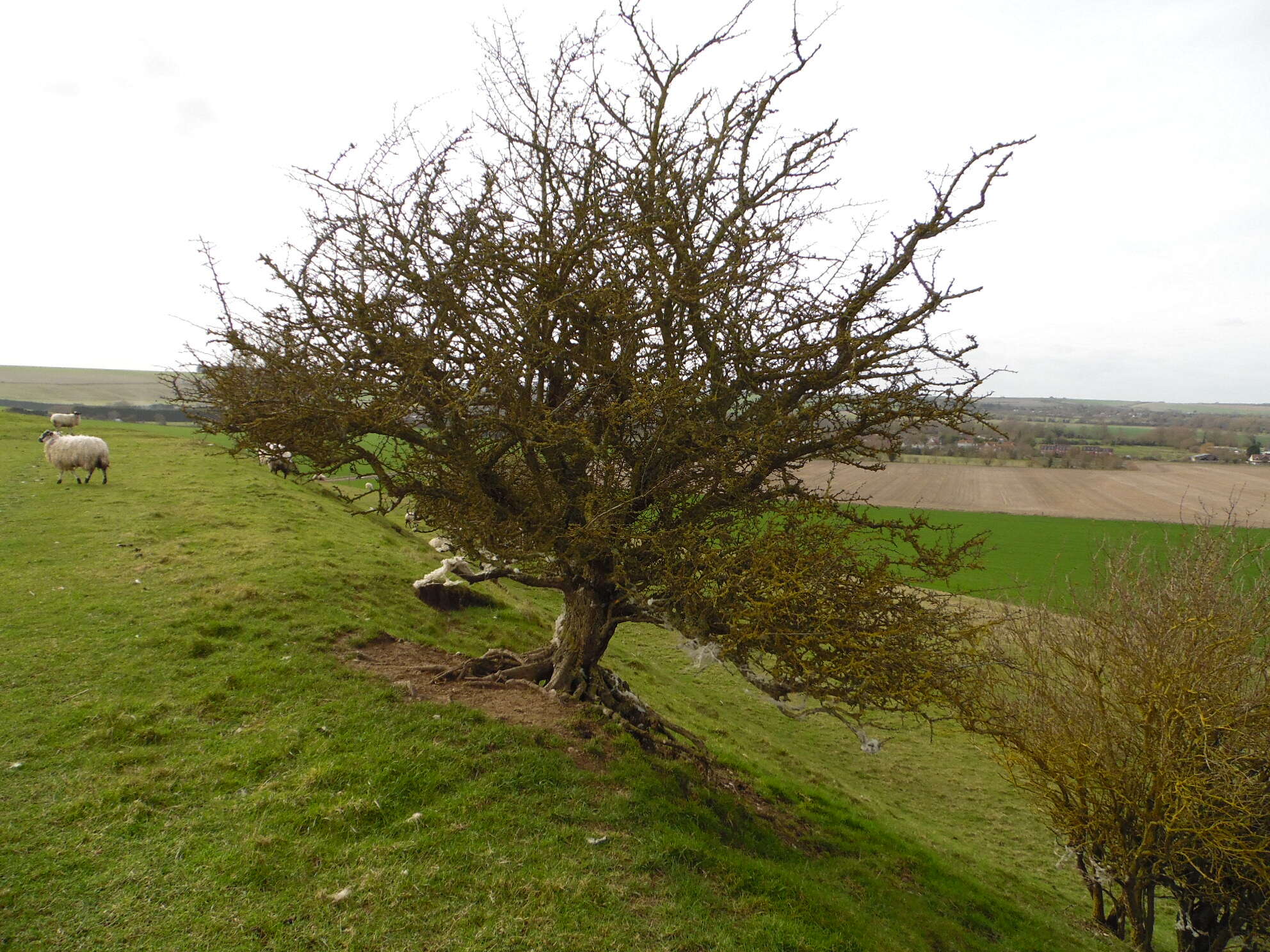 Image of Common Hawthorn