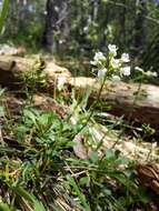 Image of alpine pennycress