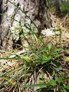 Image of alpine pennycress