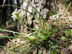 Imagem de Noccaea fendleri subsp. glauca (A. Nelson) Al-Shehbaz & M. Koch