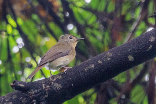 Image of Hainan Blue Flycatcher