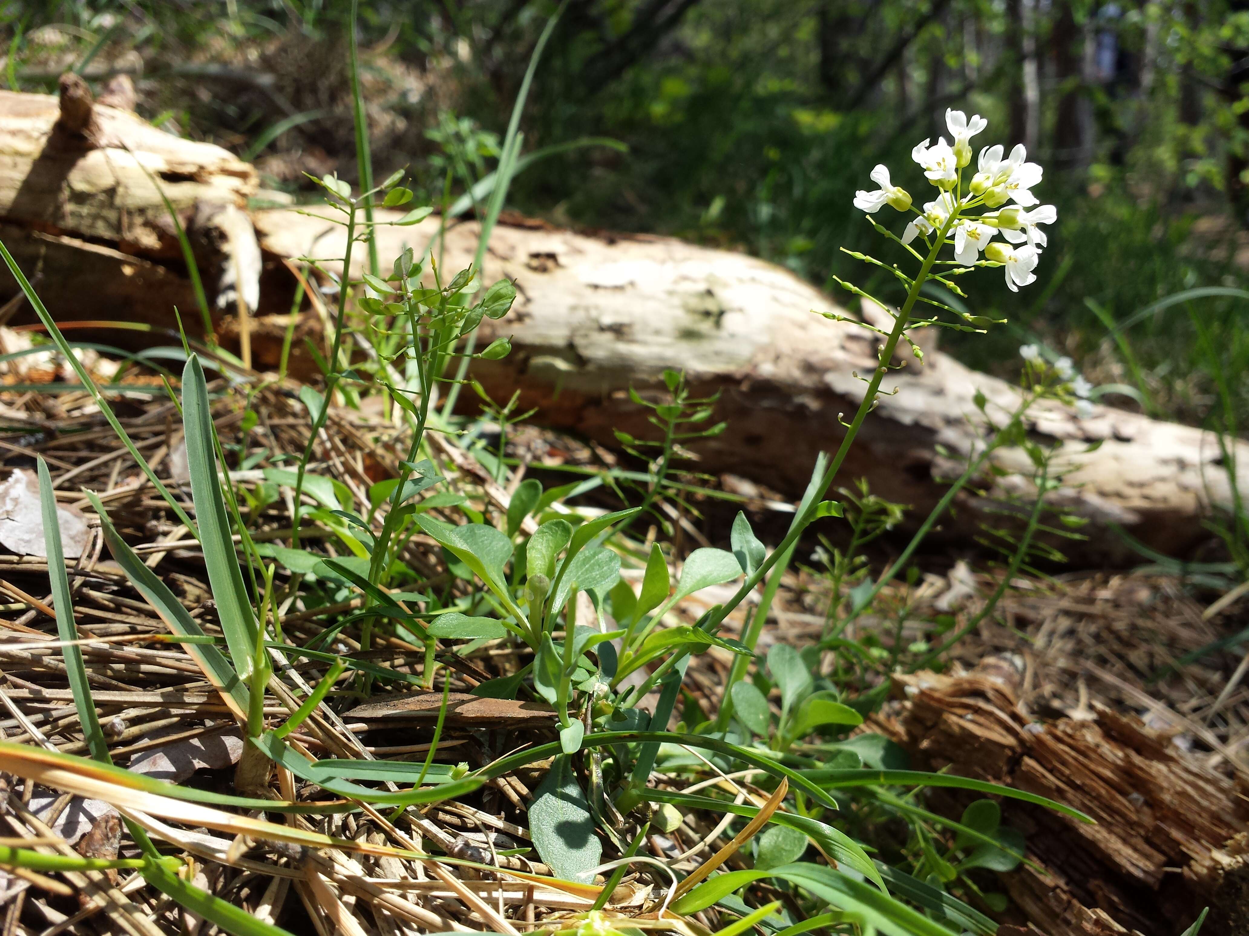 Imagem de Noccaea fendleri subsp. glauca (A. Nelson) Al-Shehbaz & M. Koch