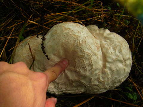 Image of Calvatia nipponica Kawam. ex Kasuya & Katum. 2008