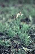 Image of Drooping spider orchid