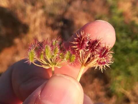 Image of Daucus crinitus Desf.