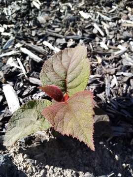 Image de Actinidia chinensis var. hispida C. F. Liang