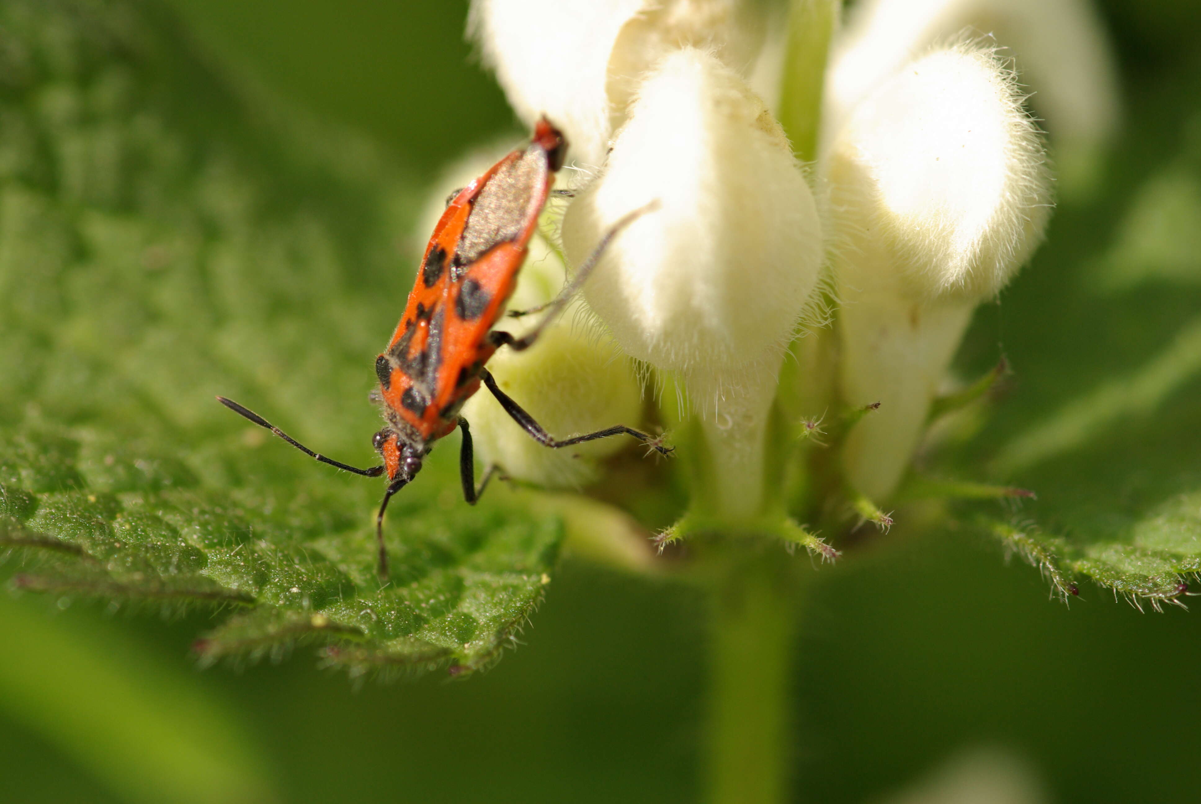 Image of black & red squash bug