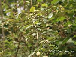 Image of Elaeagnus formosana Nakai