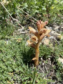 Imagem de Orobanche teucrii Holandre