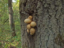 Pholiota squarrosa (Vahl) P. Kumm. 1871 resmi