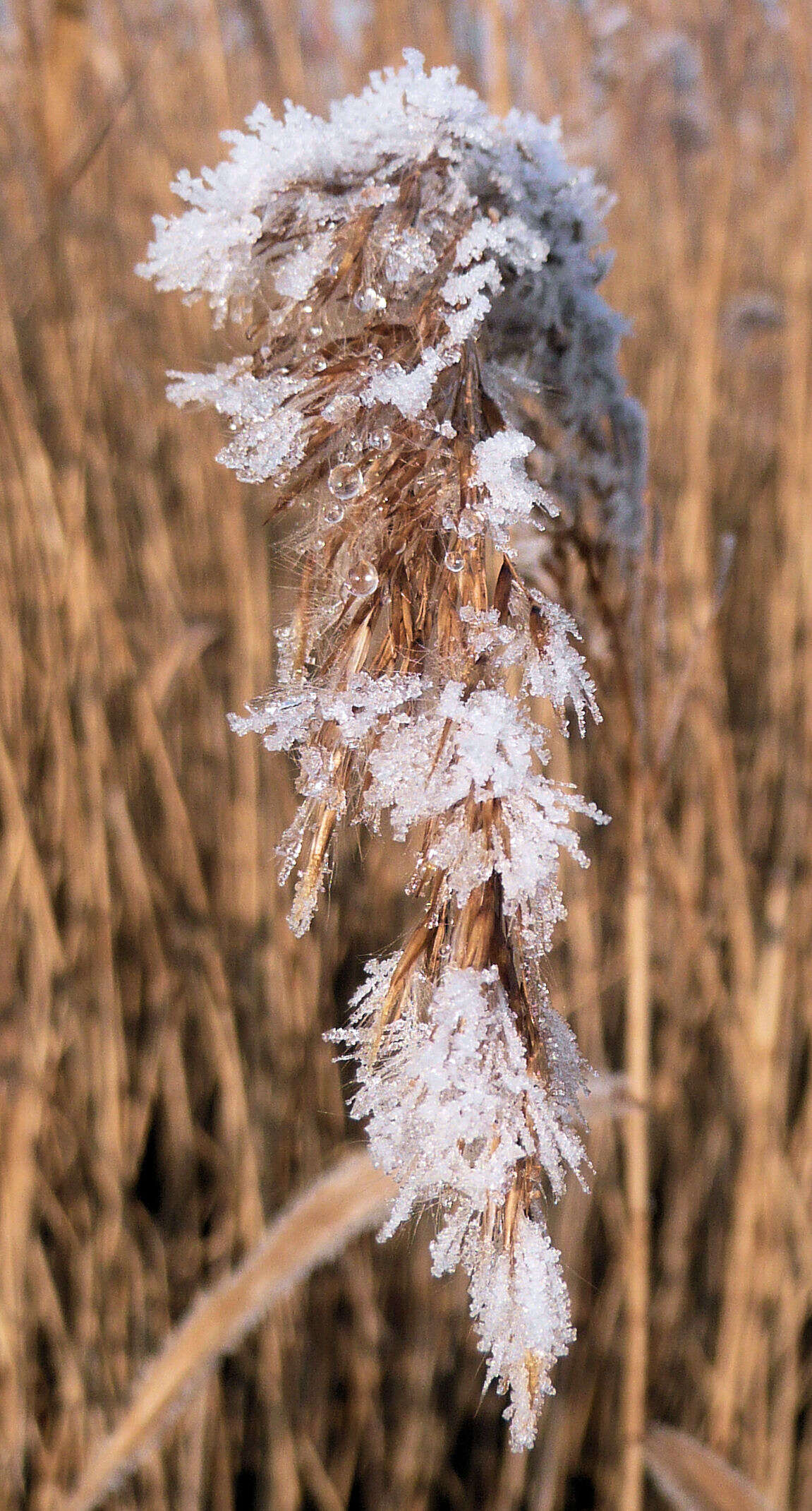 Image of common reed