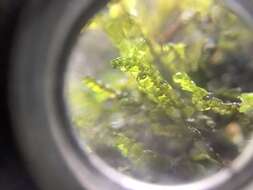 Image of Cliff Scalewort