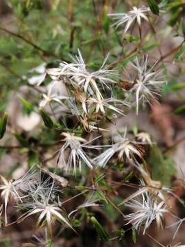 Image de Brickellia diffusa (Vahl) A. Gray