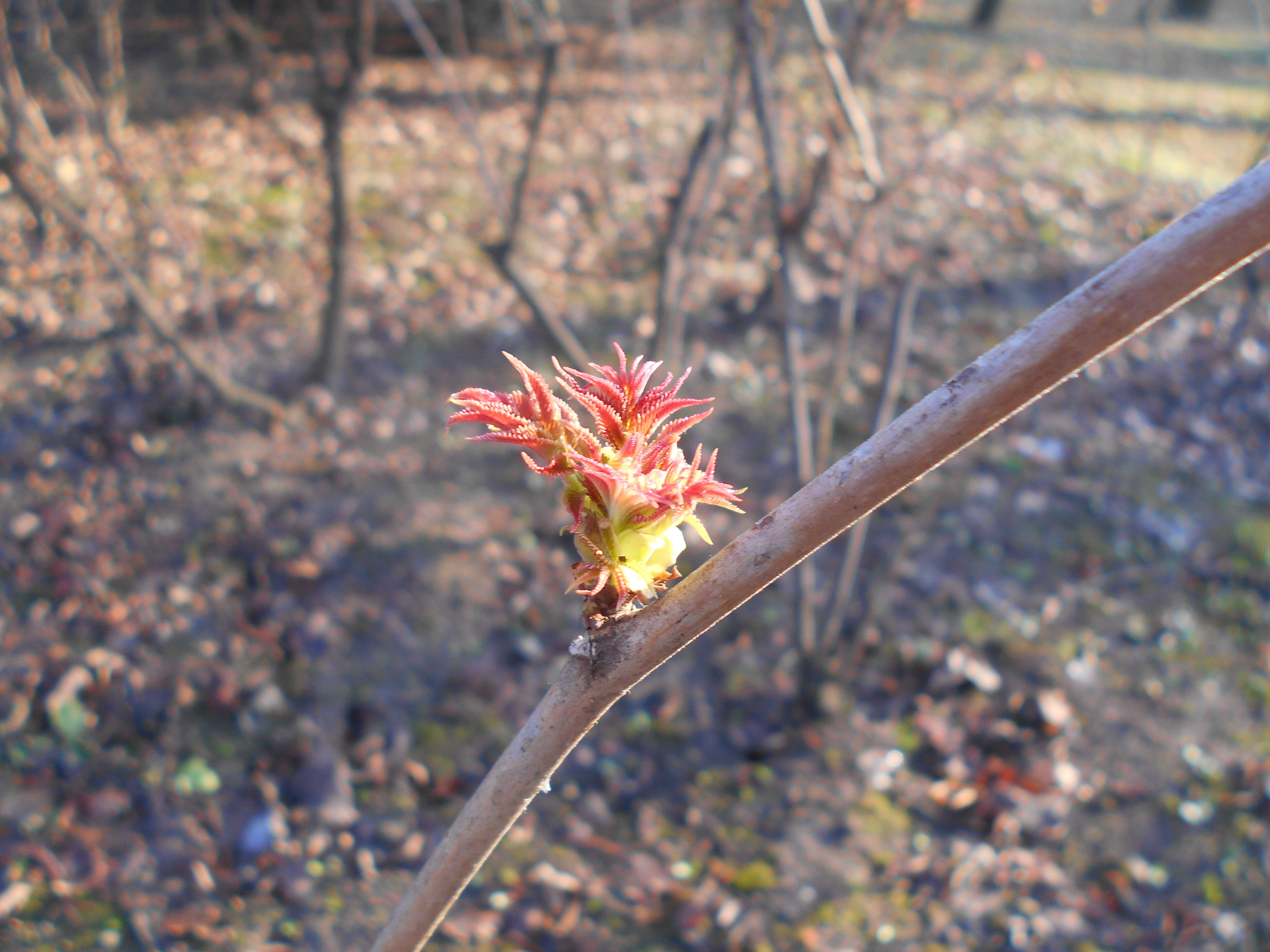 Image of false spiraea