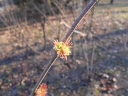 Image of false spiraea