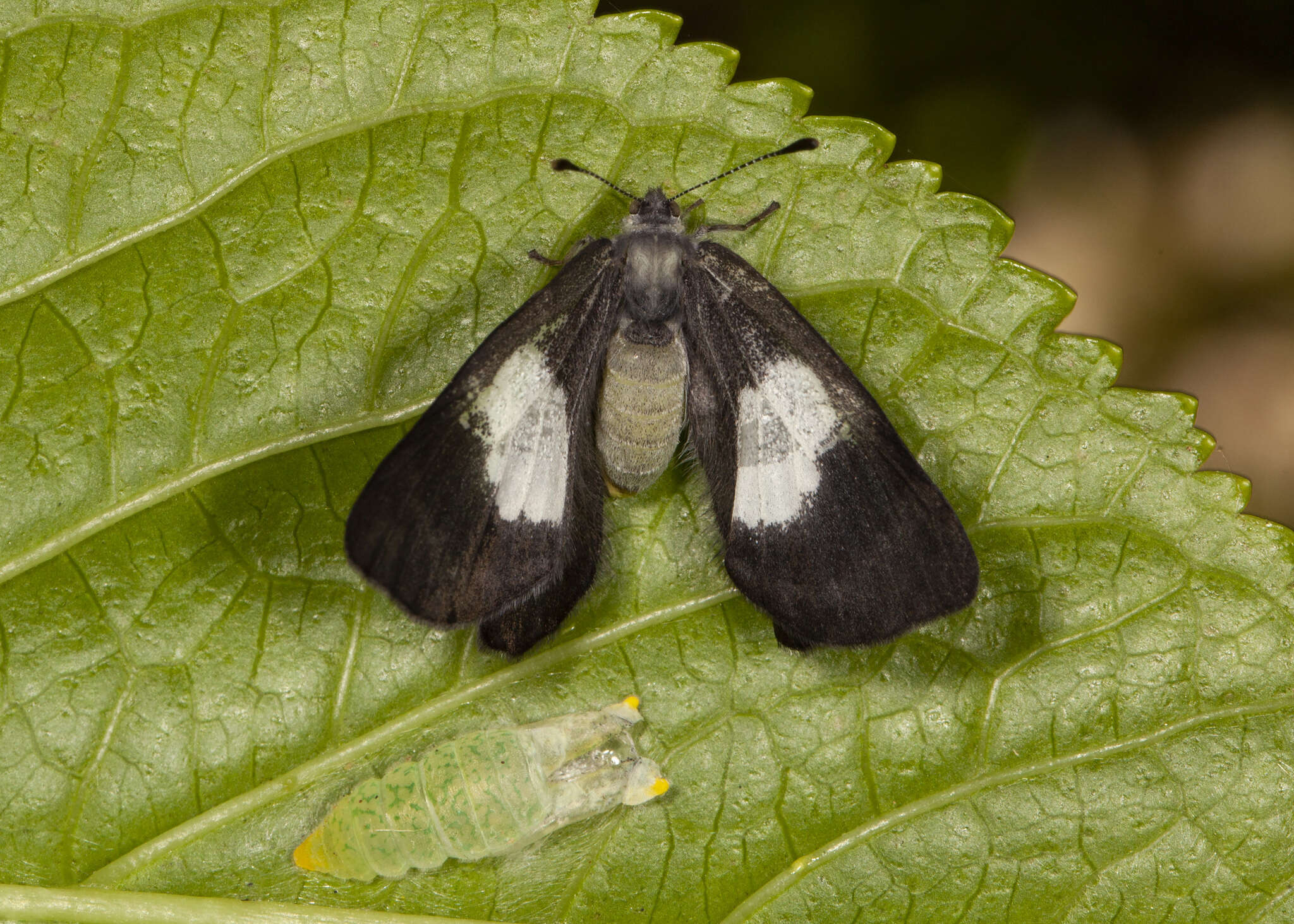 Image of Corrachia leucoplaga Schaus 1913