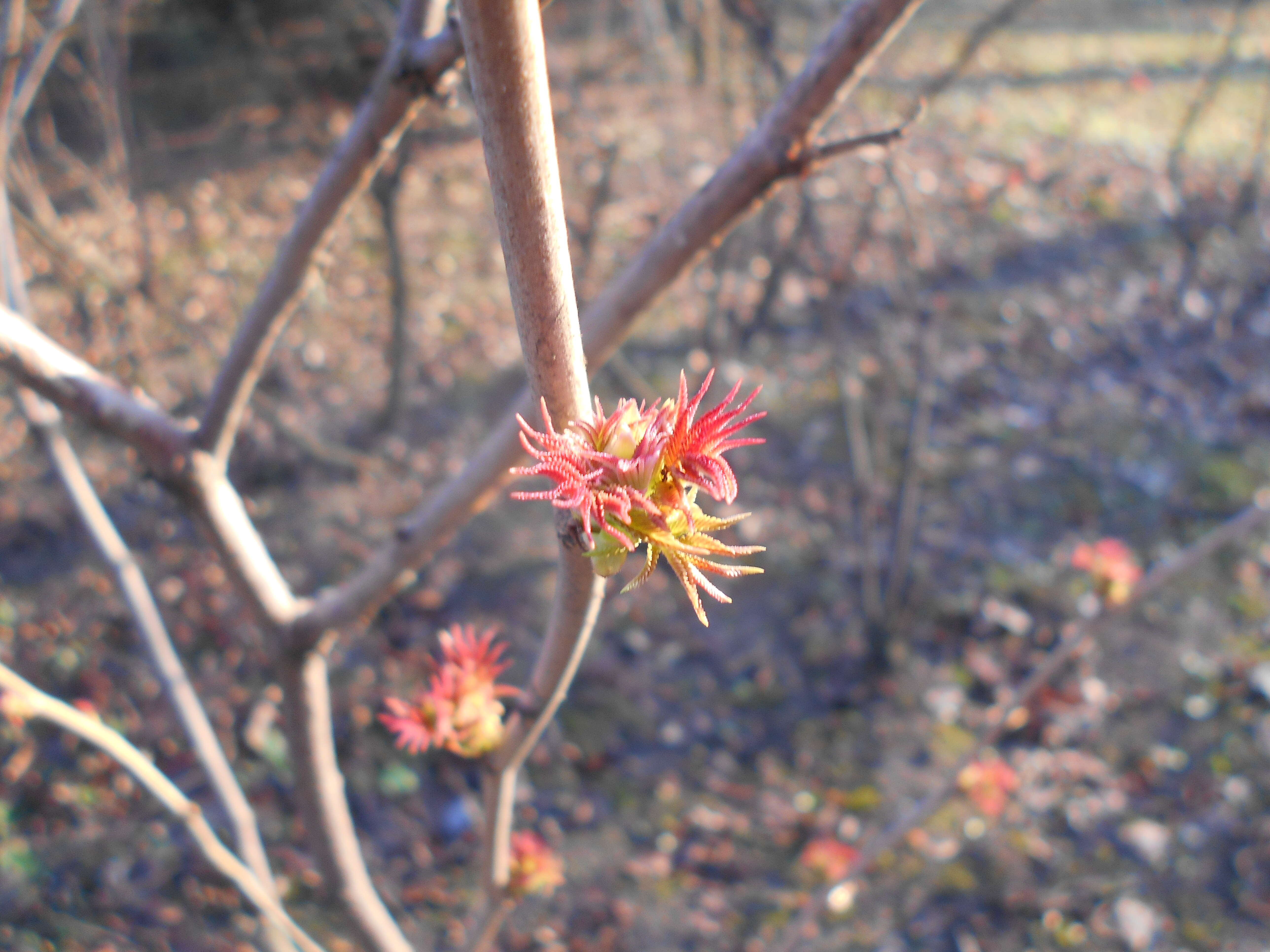 Image of false spiraea