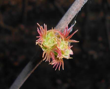 Imagem de Sorbaria sorbifolia (L.) A. Braun