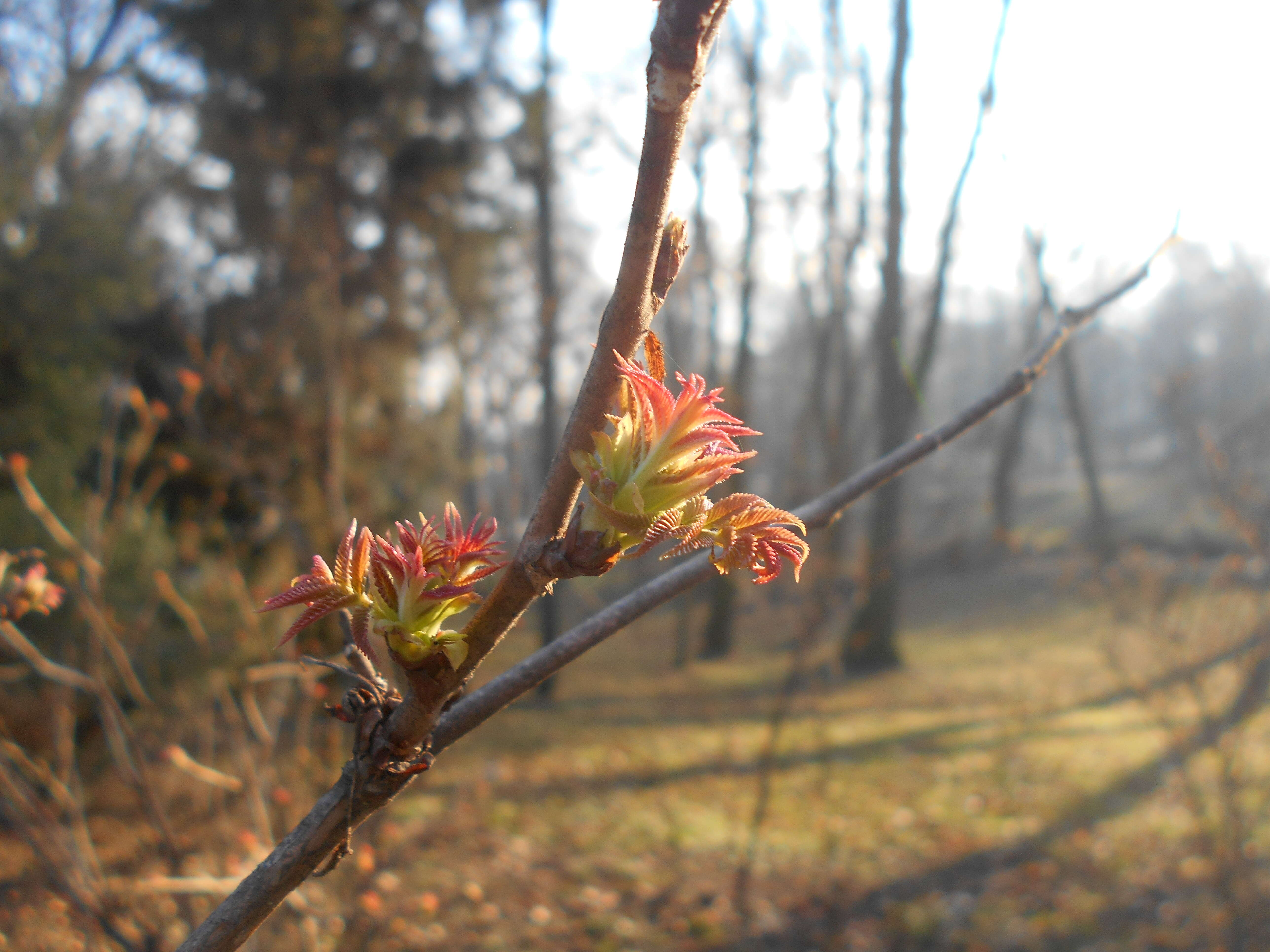 Image of false spiraea