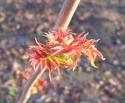 Image of false spiraea