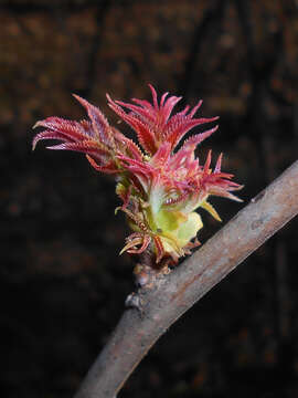 Image of false spiraea