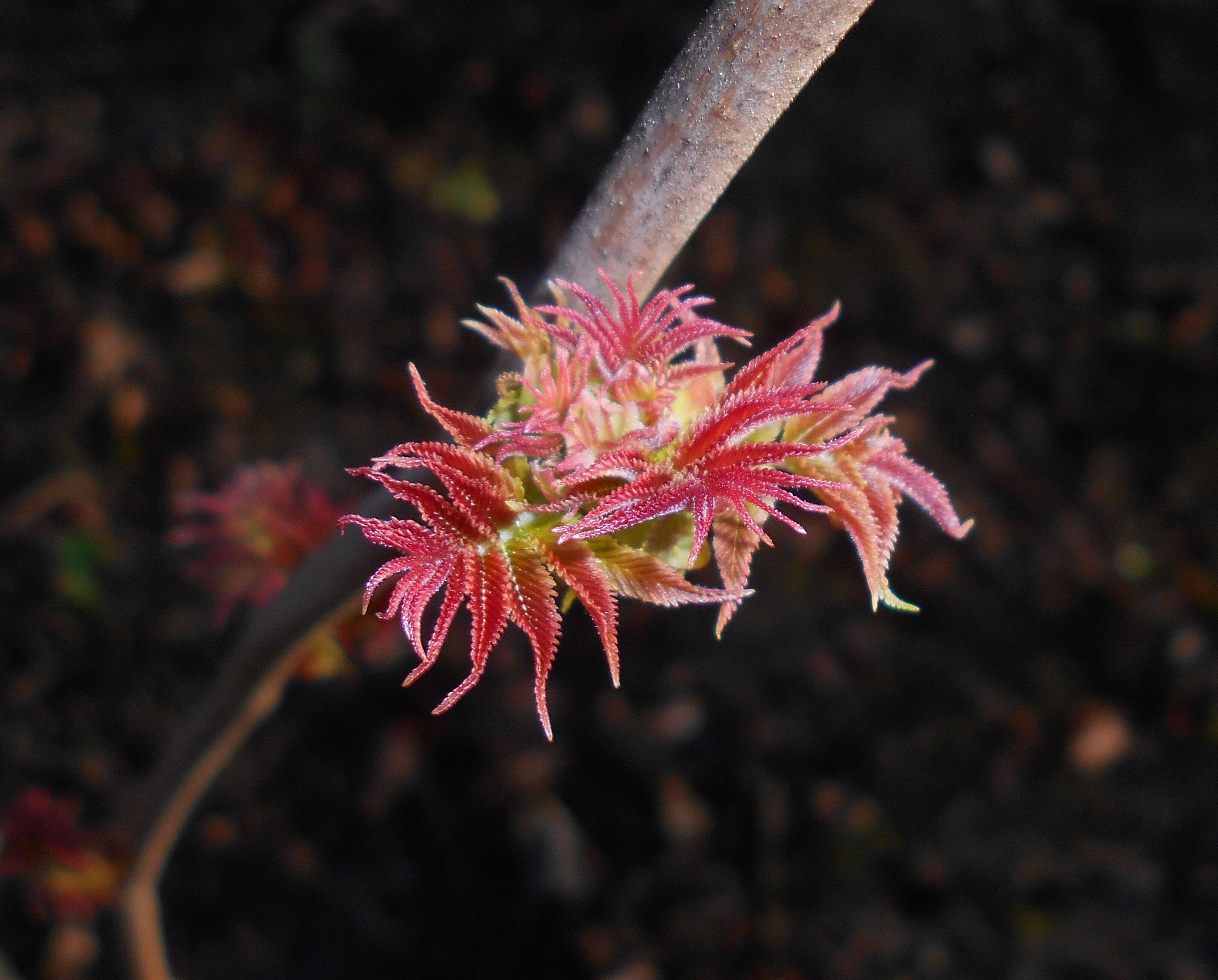 Image of false spiraea