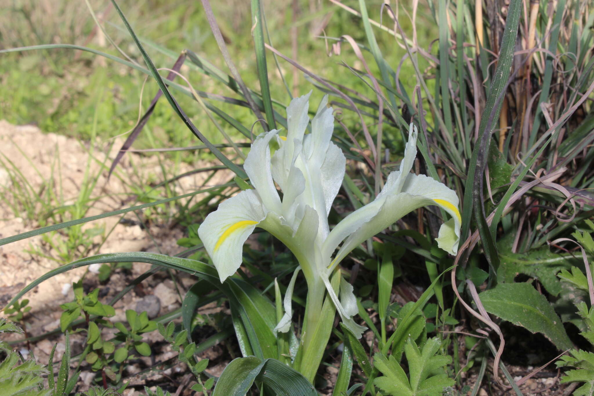 Iris palaestina (Baker) Barbey的圖片