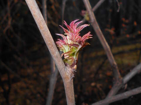 Image of false spiraea