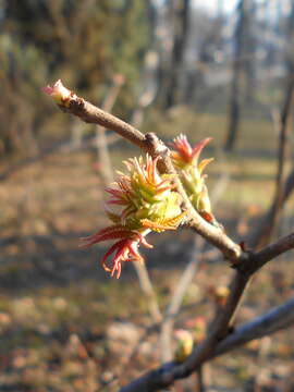 Image of false spiraea