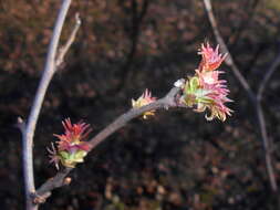 Image of false spiraea