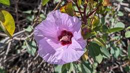 Image of Sturt's desert rose